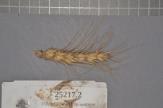 Click for 1 image(s) for this accession. Spike